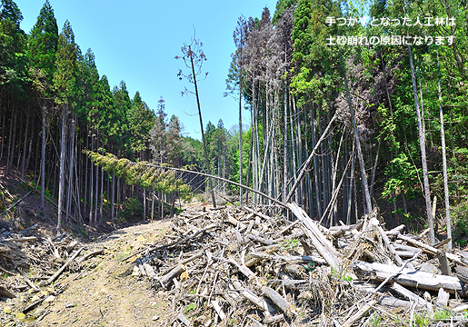 手つかずとなった人工林は土砂崩れの原因となります