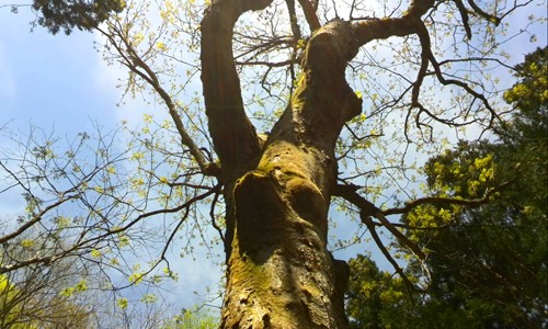 樹齢300年の大王トチ