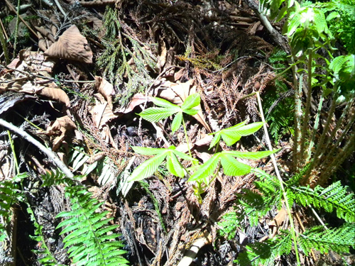 若木の生存競争