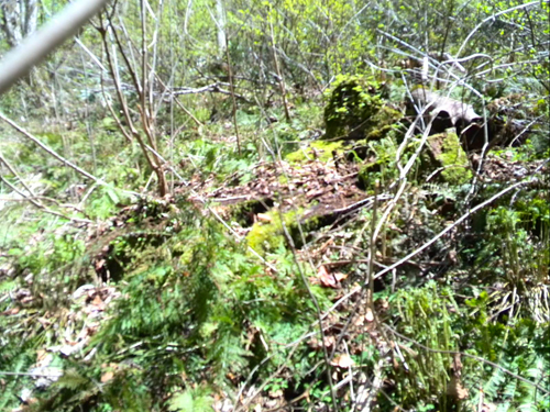 切り株から芽吹く若木