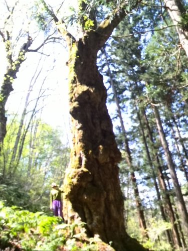 樹齢600年のトチの木