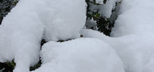 続々　雪です