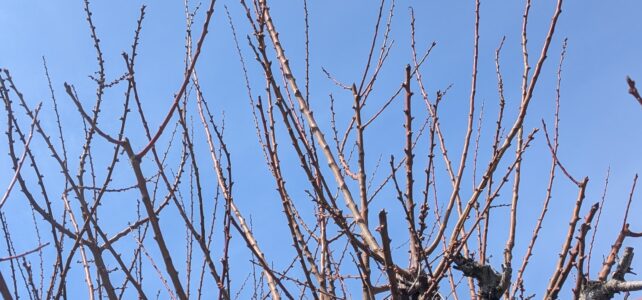 もうすぐ春ですね。きのわの工房から見守る、梅の木の成長日記