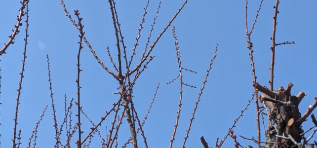 梅のつぼみが出てきました～春の観察日記