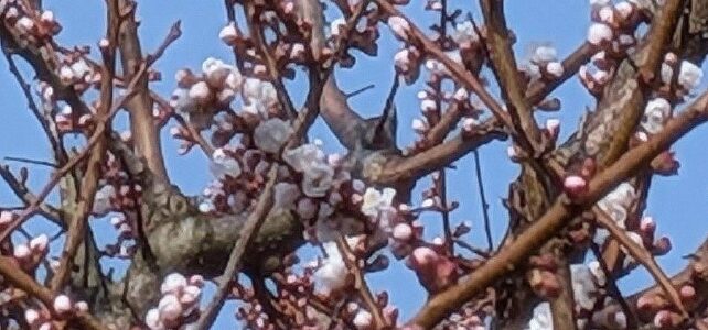 ついに梅が開花しました～わくわく春の観察日記